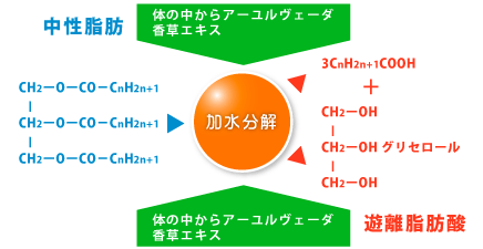 〔図１〕