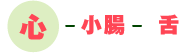 心-小腸-舌