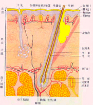 皮膚断面図